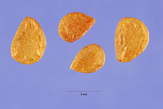 <i>Lilium camschatcense</i> L.