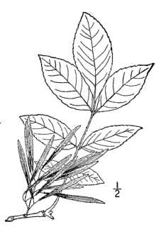 <i>Fraxinus pennsylvanica</i> Marshall var. subintegerrima (Vahl) Fernald