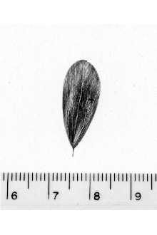 <i>Fraxinus trifoliata</i> (Torr.) F.H. Lewis & Epling, nom. illeg.