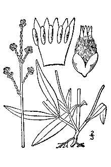 <i>Oplotheca gracilis</i> Hook.