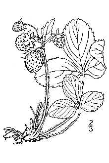 <i>Fragaria virginiana</i> Duchesne var. illinoensis A. Gray