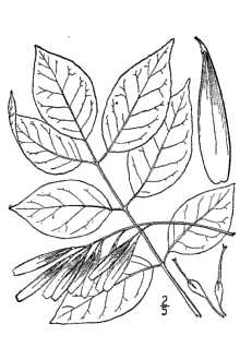 <i>Fraxinus pennsylvanica</i> Marshall var. austinii Fernald