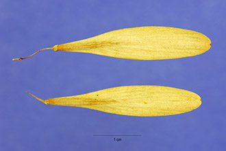 <i>Fraxinus pennsylvanica</i> Marshall var. subintegerrima (Vahl) Fernald