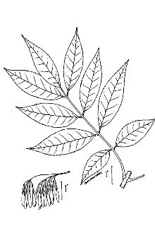 <i>Fraxinus pennsylvanica</i> Marshall var. lanceolata (Borkh.) Sarg.