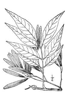 <i>Fraxinus michauxii</i> Britton