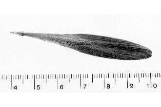 <i>Fraxinus tomentosa</i> Michx. f.