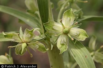 <i>Swertia radiata</i> (Kellogg) Kuntze var. macrophylla (Greene) H. St. John