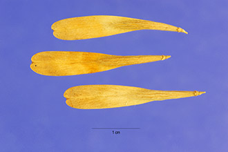 <i>Fraxinus pennsylvanica</i> Marshall ssp. velutina (Torr.) G.N. Mill.