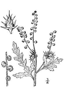 <i>Gaertneria acanthicarpa</i> (Hook.) Britton