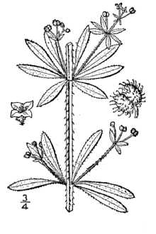 <i>Galium aparine</i> L. var. vaillantii (DC.) Koch