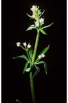 <i>Galium spurium</i> L. var. vaillantii (DC.) Gren. & Godr.