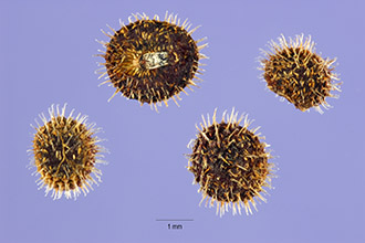 <i>Galium spurium</i> L. var. echinospermum (Wallr.) Hayek