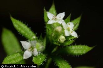 <i>Galium aparine</i> L. var. echinospermum (Wallr.) Farw.