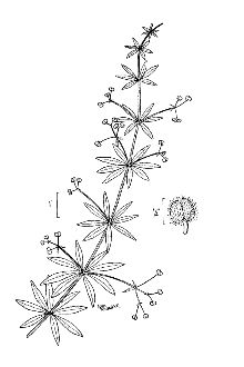 <i>Galium aparine</i> L. var. intermedium (Merr.) Briq.
