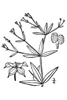 <i>Galium arkansanum</i> A. Gray var. pubiflorum E.B. Sm.