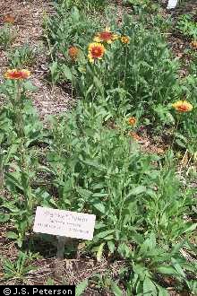 Gaillardia aristata online pursh