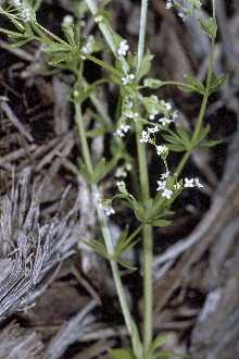 Rough Bedstraw