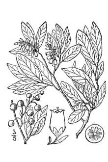 <i>Gaylussacia resinosa</i> (Aiton) Torr. & A. Gray