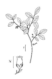 <i>Decachaena baccata</i> (Wangenh.) Small