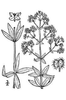 <i>Galium boreale</i> L. var. hyssopifolium (Hoffm.) DC.