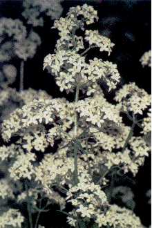 <i>Galium boreale</i> L. ssp. septentrionale (Roem. & Schult.) H. Hara