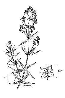 <i>Galium boreale</i> L. var. hyssopifolium (Hoffm.) DC.