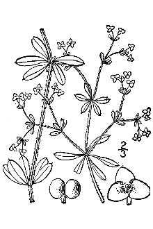 <i>Galium trifidum</i> L. var. tinctorium (L.) Torr. & A. Gray