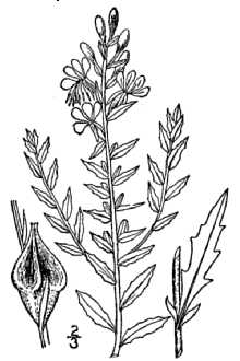 <i>Gaura coccinea</i> Nutt. ex Pursh var. parvifolia (Torr.) Rickett