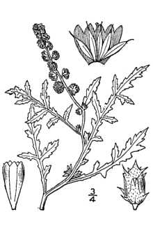 <i>Franseria tomentosa</i> (Nutt.) A. Nelson, non A. Gray
