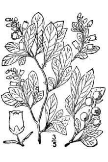 <i>Gaylussacia bigeloviana</i> (Fernald) Sorrie & Weakley