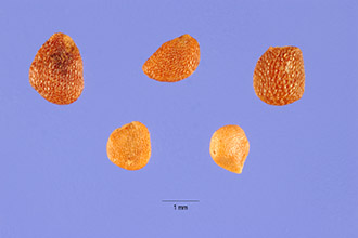 <i>Gaylussacia orocola</i> Small