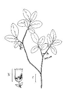 <i>Gaylussacia bigeloviana</i> (Fernald) Sorrie & Weakley