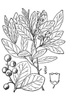 <i>Decachaena frondosa</i> (L.) Torr. & A. Gray
