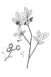 <i>Decachaena frondosa</i> (L.) Torr. & A. Gray