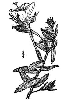 <i>Oenothera greggii</i> A. Gray var. pubescens A. Gray
