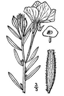<i>Oenothera lavandulifolia</i> Torr. & A. Gray var. glandulosa Munz