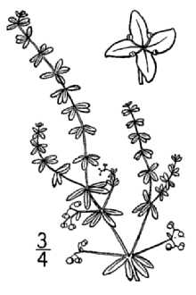 <i>Galium tinctorium</i> (L.) Scop. var. labradoricum Wiegand