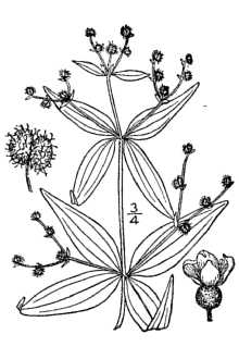 <i>Galium circaezans</i> Michx. var. lanceolatum (Torr.) Torr. & A. Gray