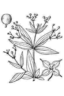 <i>Galium latifolium</i> Michx. var. hispidifolium Small ex Britton