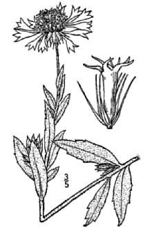<i>Gaillardia lanceolata</i> Michx. var. flavovirens C. Mohr