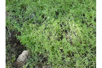 Mexican Bedstraw