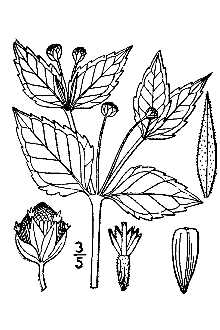 <i>Galinsoga parviflora</i> Cav. var. semicalva A. Gray