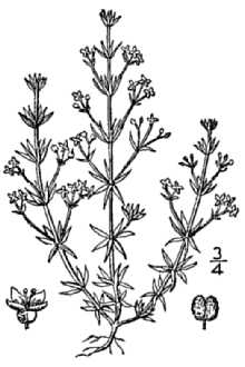 <i>Galium litigiosum</i> (DC.) Gaudich. var. nanum DC.