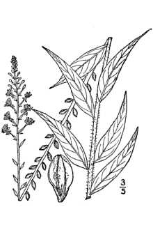 <i>Gaura parviflora</i> Douglas ex Lehm. var. lachnocarpa Weath.