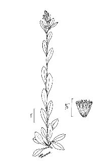 <i>Gnaphalium purpureum</i> L.
