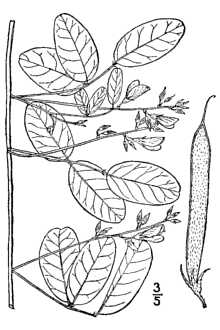 <i>Galactia stenophylla</i> Urb., nom. illeg.