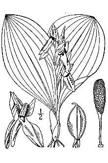 <i>Orchis spectabilis</i> L.