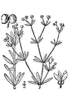 <i>Galium tinctorium</i> (L.) Scop. var. diversifolium W. Wight