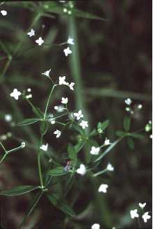 <i>Galium tinctorium</i> (L.) Scop. var. floridanum Wiegand