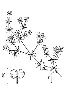 <i>Galium tinctorium</i> (L.) Scop. var. diversifolium W. Wight